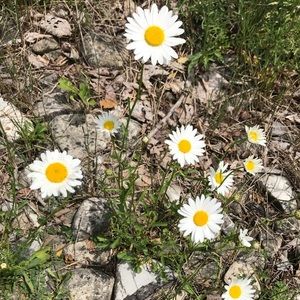 Meet your Posher, Helen